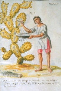 Indian Collecting Cochineal with a Deer tail